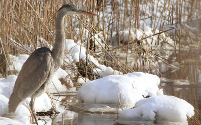 A great blue heron waited for a meal along a snowy wetland edge this month.