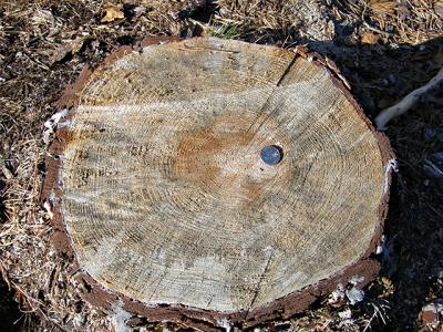 The southern pine borer can devastate the pitch pine tree.