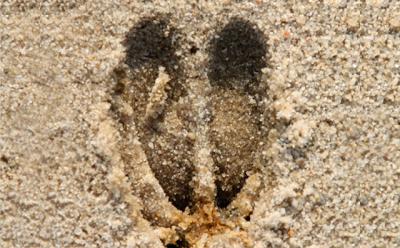 Deer, above, and other hooved animals run on their fore toes. Raccoons, below, have plantigrade feet, which meet the ground with both heal and forefoot simultaneously.