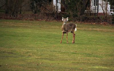 Though the Village of East Hampton’s contract with White Buffalo expired at the end of 2015, opponents of the deer sterilization program urged the village board to abandon any such action in the future.