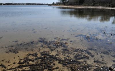 The ecological health of East Hampton’s waterways, including the algal blooms that have degraded some in recent years, will be detailed in a presentation on April 18 at Town Hall.