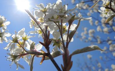 Shads, like the Amelanchier Canadensis above, are in bloom now.