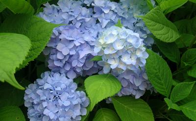 Those who expect a lot of blooms from their hydrangeas will likely be disappointed.