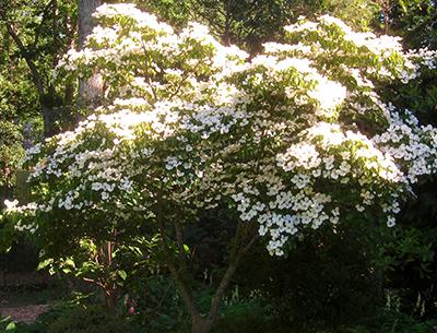 “Chinese” Wilson introduced the kousa dogwood into the United States from seed he collected in China in the early years of the 20th century.