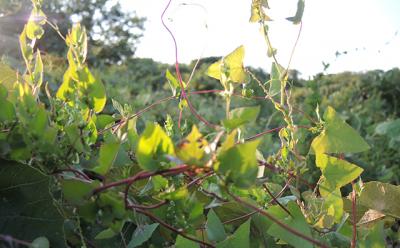 Every year a newcomer such as mile-a-minute vine, above, arrives on the South Fork and begins to upset traditional plant associations and local habitats.