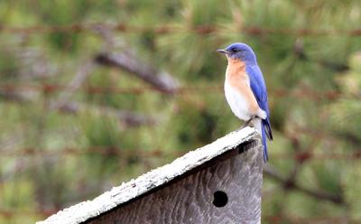 It looks like 2016 will be a very good year for bluebirds on the South Fork.