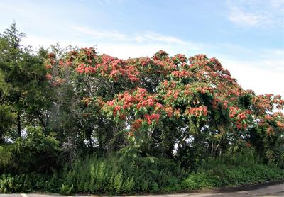 Ailanthus altissima