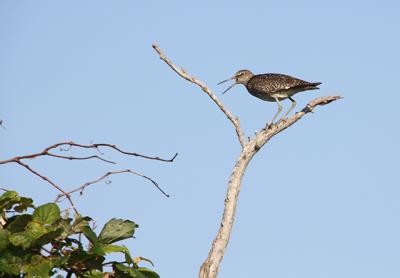 Some shorebirds, like the willet, don’t go much farther north than Long Island to breed.