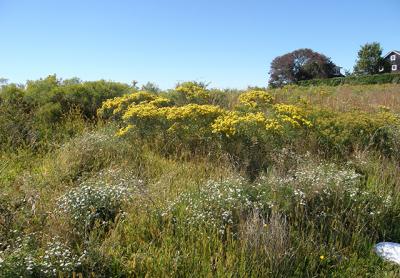 Left uncultivated after many years of farming, a field on Deerfield Road in Water Mill grew up naturally with native plants.