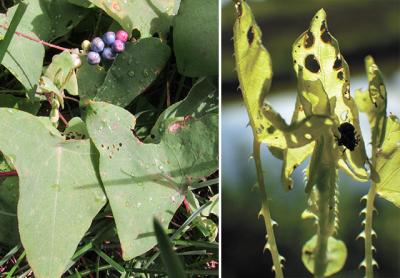 Weed specialists hope that insects like the weevil, right, will keep the spread of “mile-a-minute vine,” in a close-up, left, with berries, in check.