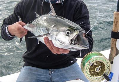 Jim Reynolds caught his first false albacore on a fly rod while fishing with Capt. Ken Rafferty.