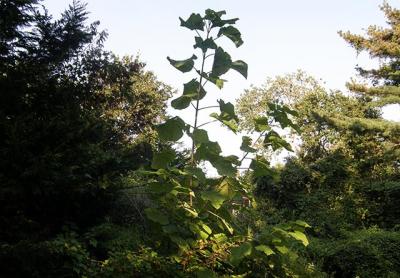 Once upon a time on the East End, invasives like this giant hogweed on Audubon Avenue in Bridgehampton were few and far between.