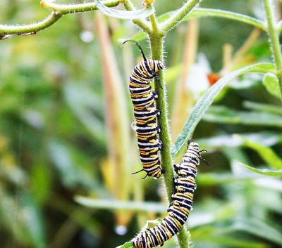 Two monarch butterfly larvae fed on milkweed in a Sag Harbor yard.