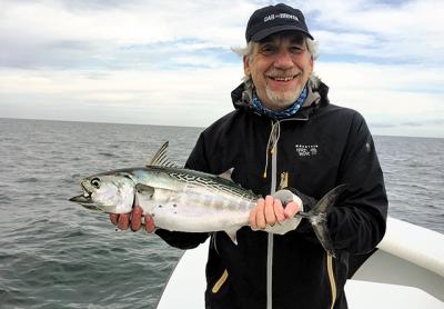 Bob Wilder caught this false albacore last Thursday in Gardiner’s Bay.