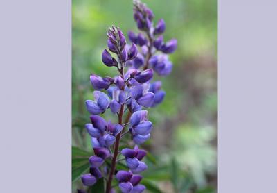 Lupines are among the flowers thriving at the spots where the open fields of East Hampton Airport give way to forest.