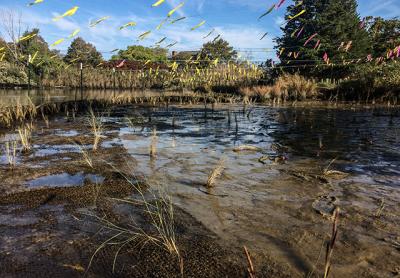 A new “green” design for Pussy’s Pond in Springs includes new plantings, now staked and flagged, and bioswales to trap runoff.