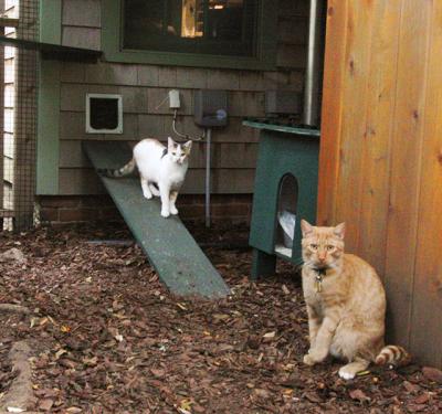 Maria Matthiessen’s cats, Prudence, left, and Tangawezi, right, enjoy the enclosed play space she had built for them a few months ago. A ramp leads out from the house. With several different platforms on which to jump and frolic or from which to simply observe the great outdoors, they are happy cats.