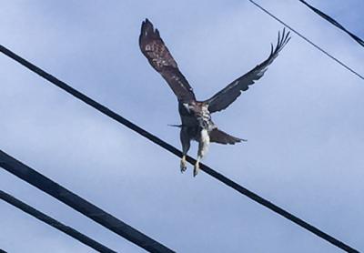 This immature bald eagle, photographed a few days ago in Montauk, appears to be the same one released back into the wild in August by the Evelyn Alexander Wildlife Rescue Center in Hampton Bays. The clue: It is missing a toe.