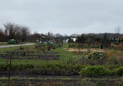 Independent testing  of levels of arsenic in the soil at the East End Community Organic Farm on Long Lane in East Hampton has shown that levels are down dramatically.