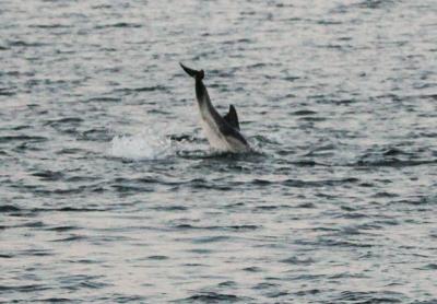 Were the dolphins spotted by the docks of Sag Harbor the other day there to feed on bunker?