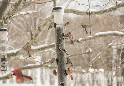 The comings and goings of birds to and from a feeder can provide endless hours of entertainment in the winter months.