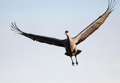 A sandhill crane, rarely seen in this area, has been spotted in Wainscott.