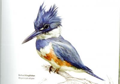 A belted kingfisher