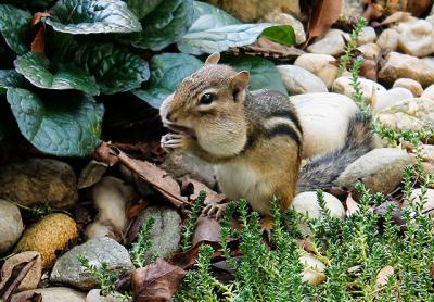 Fortunately for chipmunks, the fall of 2016 was a record one for acorns, allowing them to cache plenty of food for winter.