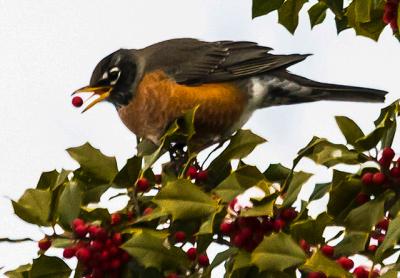 In the old days there was more overwintering fruit, such as holly berries, on the South Fork to keep robins and other birds well fed in the cold months.