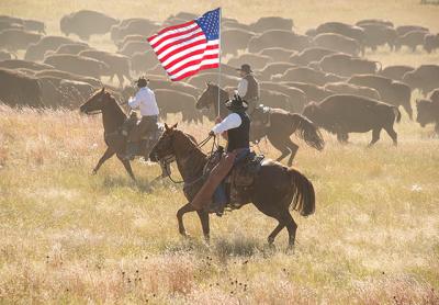 Joanna McCarthy, below, photographed this bison roundup in South Dakota as part of her “Americana” series.