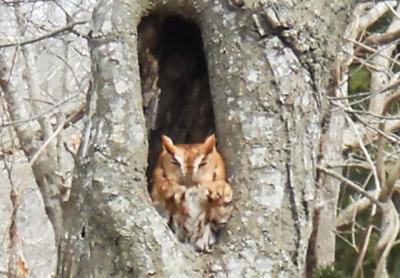 A red-phase screech owl, photographed on March 21, has been a frequent visitor to an Amagansett neighborhood, where it likes to sun in the afternoon.