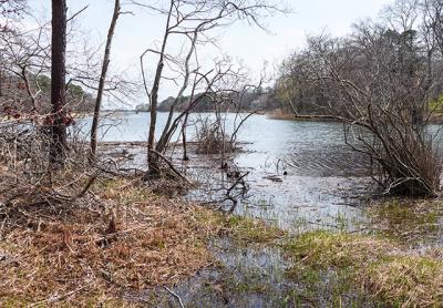 Initial efforts to improve Georgica Pond’s ecological health are promising, Christopher Gobler of Stony Brook University told the East Hampton Town Trustees on Monday.