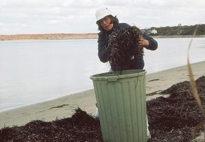 Eelgrass, which washes up on bay beaches in the fall and winter, has long been used as a mulch for gardens. Above, Jean Held collected quite a haul back in 1986.