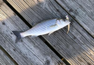 Small striped bass have appeared in Three Mile Harbor.