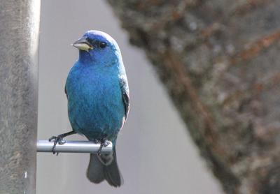 While the color of a flamingo’s feathers is influenced by what it eats, an indigo bunting’s color is the result of blue light refracting and reflecting off its feathers.