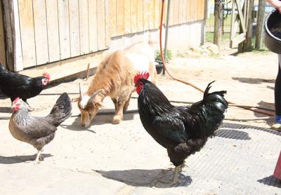 Rudy the rooster and Trouble the goat keep order at Rita’s Stables.