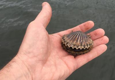 Scallops that were too small for harvesting last season are getting ready to spawn in our local waters.