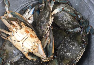 Jumbo blue-claw crabs have made an early-season appearance this season.