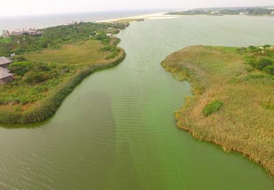 The blue-green organisms that cause the slicks on the local coastal ponds like Lake Agawam, Mill Pond, and Georgica Pond, to name a few of the worst blighted, are among the oldest organisms known to man.