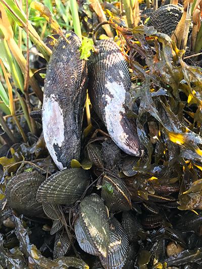 Whether baking exposed on the edge of a marsh bank during a weeklong summer heat wave or clammed up during an extended deep-winter freeze, bank mussels are just about impervious to all Mother Nature can throw at them.