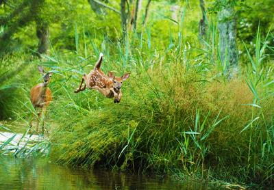 Deer at the Nature Trail in East Hampton Village. While they are ubiquitous on the South Fork, there is much we do not know about these complex creatures.