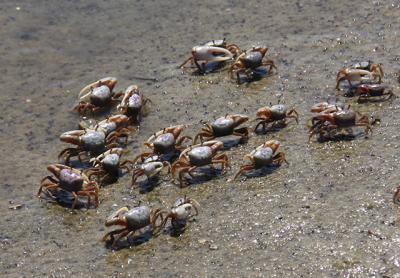 Fiddler crabs are up and at 'em as soon as the tide begins to ebb.