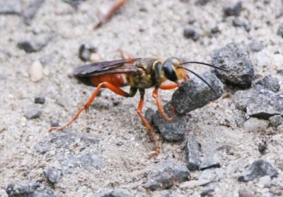 A large cicada-killer wasp at work in Sag Harbor