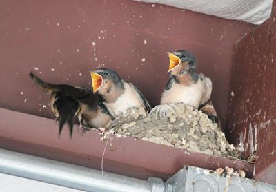 One example of our local novel ecosystem are these barn swallows nesting on an I-beam in the ceiling of Joe’s Garage in North Sea — out of place, but perfectly at home.