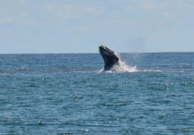 Off Wiborg’s Beach in East Hampton on Friday, beachgoers saw a whale breach the ocean waters, one of many such sightings over the past week.