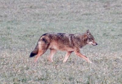 Is this coyote spotted a few years back in the fields north of Bridgehampton the same one seen less than a week ago in Southampton?