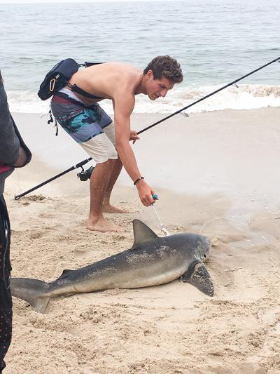 James Stanis caught and released this dusky shark on 60-pound leader while fishing from the beach in East Hampton Village on Aug. 12. He lost another five, saw a thresher shark, and spotted a mako as large as 300 pounds “jump clean out of the water.”