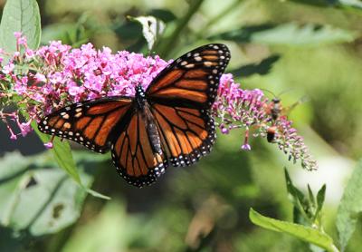 Monarch butterflies, which migrate along the Atlantic Coast in their greatest numbers starting in September, have been less numerous in recent years, but local observers have reported an uptick in sightings so far this year.