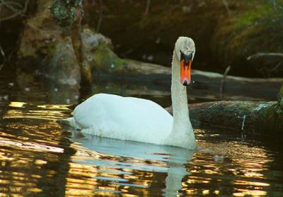 New York State, which had floated a proposal to eradicate the mute swan statewide a few years back, has a new plan to control the swan population in the downstate area through nonlethal means.