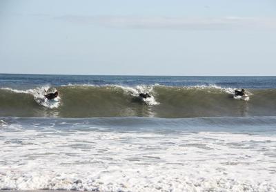 Hard ocean swells for the past few weeks have left surfcasters dismayed but spelled pure joy for surfers, who are seeing the best waves of the year.